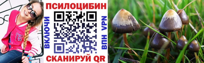 Купить закладки  Суровикино  Галлюциногенные грибы Magic Shrooms 